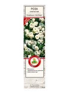 Саженец Роза плетистая "Клайминг Айсберг", туба, 1 шт, Весна 2025 - Фото 2