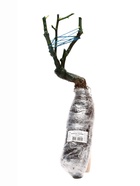 Саженец Роза плетистая "Клайминг Айсберг", туба, 1 шт, Весна 2025 - Фото 4