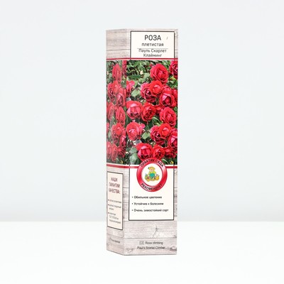 Саженец Роза плетистая Пауль Скарлет Клайминг, туба, 1 шт. Весна 2026