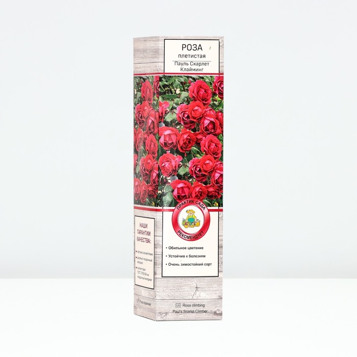 Саженец Роза плетистая "Пауль Скарлет Клайминг", туба, 1 шт, Весна 2025 - Фото 1