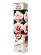 Саженец Роза плетистая «Пенни Лейн», туба, 1 шт. - Фото 1