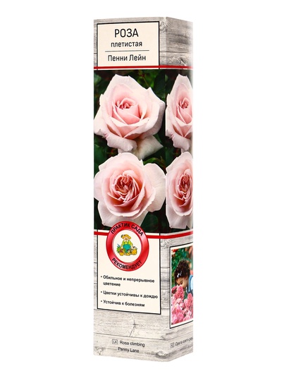 Саженец Роза плетистая Пенни Лейн, туба, 1 шт. Весна 2026