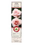 Саженец Роза плетистая «Пенни Лейн», туба, 1 шт. - Фото 2