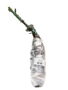 Саженец Роза плетистая «Пенни Лейн», туба, 1 шт. - Фото 4