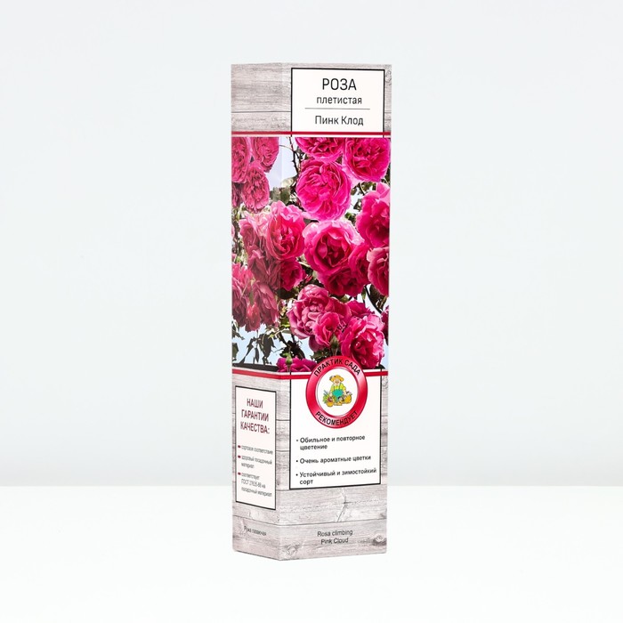 Саженец Роза плетистая "Пинк Клод", туба, 1 шт, Весна 2025 - Фото 1