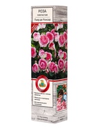 Саженец Роза плетистая "Пьер де Ронсар", туба, 1 шт, Лето 2025 - фото 41350871