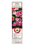 Саженец Роза плетистая "Пьер де Ронсар", туба, 1 шт, Лето 2025 - фото 41350872