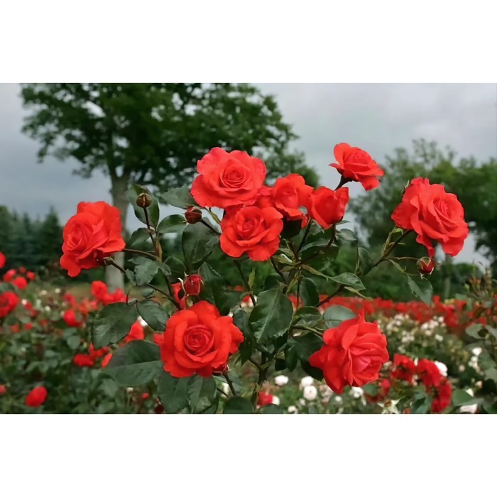 Саженец Роза плетистая "Салита", туба, 1 шт, Весна 2024 - Фото 1