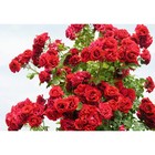 Саженец Роза плетистая "Симпати", туба, 1 шт, Весна 2025 - Фото 1