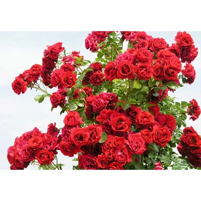 Саженец Роза плетистая "Симпати", туба, 1 шт, Весна 2025