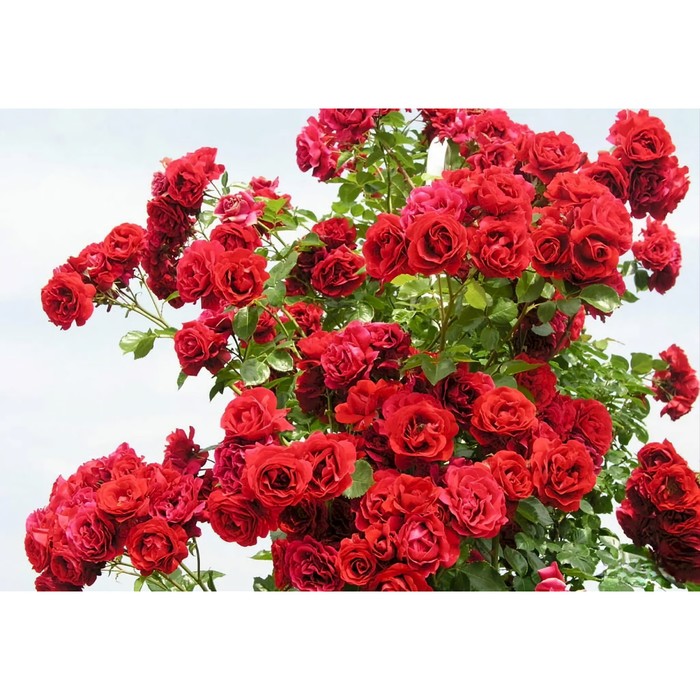 Саженец Роза плетистая "Симпати", туба, 1 шт, Весна 2025 - Фото 1