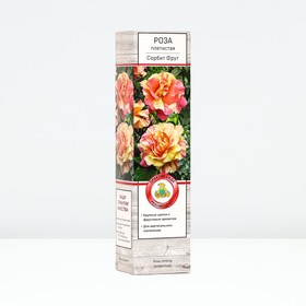 Саженец Роза плетистая 