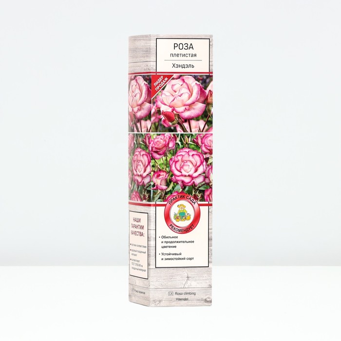 Саженец Роза плетистая Хэндэль, туба, 1 шт. Весна 2026 - Фото 1