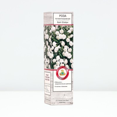 Саженец Роза почвопокровная Вайт Фэйри, туба, 1 шт. Весна 2026