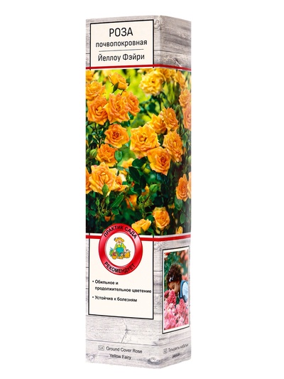 Саженец Роза почвопокровная Йеллоу Фэйри, туба, 1 шт. Весна 2026
