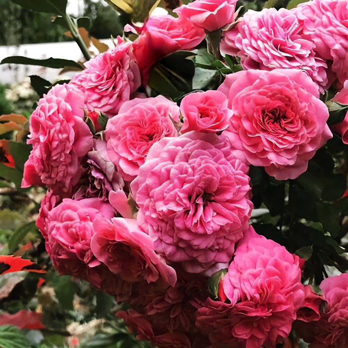 Лесная роза фото Лесная роза фото