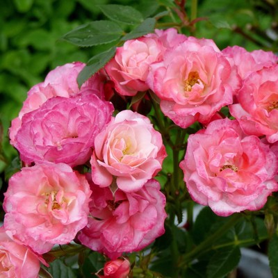 Саженец Роза почвопокровная "Пат Де Велюр", туба, 1 шт, Весна 2025