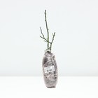 Саженец Роза почвопокровная "Ред Фэйри", туба, 1 шт, Весна 2025 - Фото 3