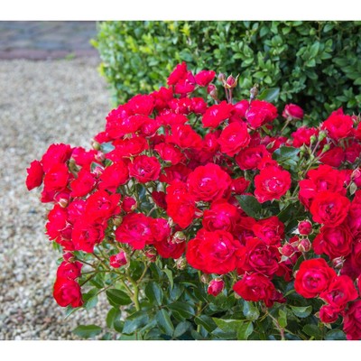 Саженец Роза почвопокровная "Скарлет Мейяндекор", туба, 1 шт, Весна 2025