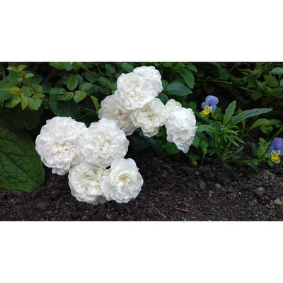 Саженец Роза почвопокровная Сноуфилд, туба, 1 шт. Весна 2026