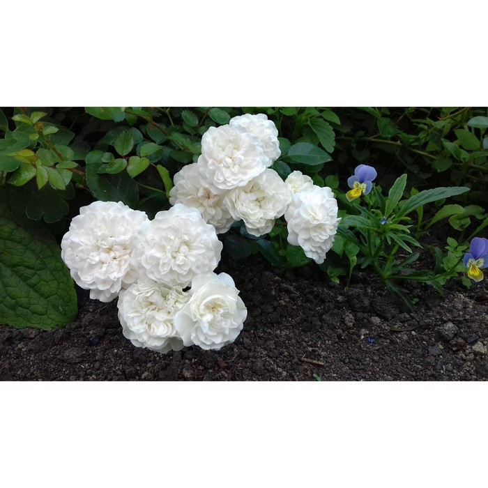 Саженец Роза почвопокровная Сноуфилд, туба, 1 шт. Весна 2026 - Фото 1