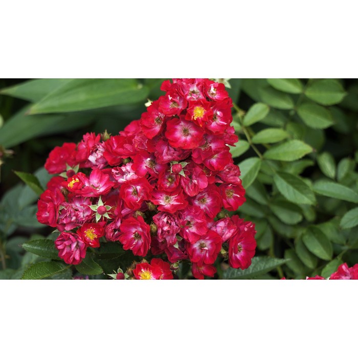 Саженец Роза миниатюрная "Альберих", туба, 1 шт, Весна 2026 - Фото 1