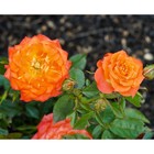 Саженец Роза миниатюрная "Мандарин", туба, 1 шт, Весна 2024  (артикул 10370534)  большой выбор товаров оптом и в розницу по низким ценам с доставкой