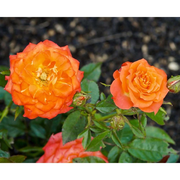 Саженец Роза миниатюрная "Мандарин", туба, 1 шт, Весна 2024 - Фото 1