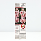 Саженец Роза миниатюрная "Пинк Морсдаг", туба, 1 шт, Весна 2024 - Фото 2