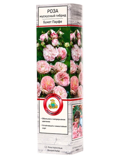 Саженец Роза мускусные гибриды «Букет Парфе», туба, 1 шт.