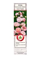 Саженец Роза мускусные гибриды "Букет Парфе", туба, 1 шт, Весна 2025 10370546