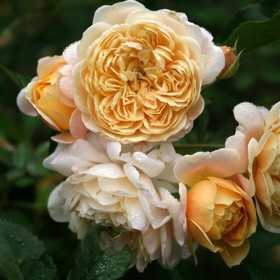 Саженец Роза мускусные гибриды 