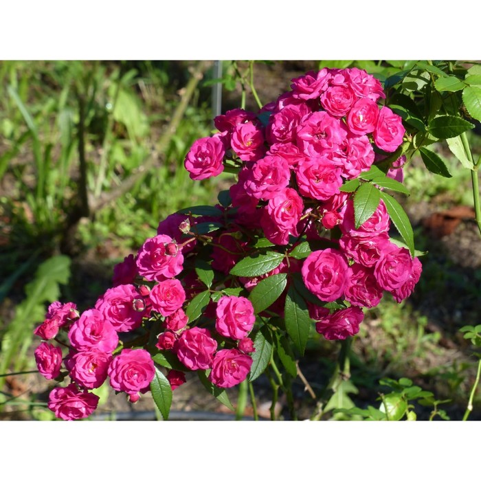 Саженец Роза мускусные гибриды "Динки", туба, 1 шт, Весна 2025 - Фото 1