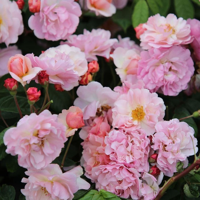 Саженец Роза мускусные гибриды "Корнелия", туба, 1 шт, Весна 2024 - Фото 1