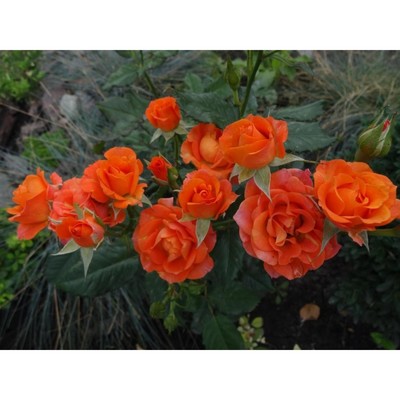 Саженец Роза спрей "Алегрия", туба, 1 шт, Весна 2026