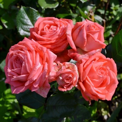 Саженец Роза спрей "Барбадос", туба, 1 шт, Весна 2026