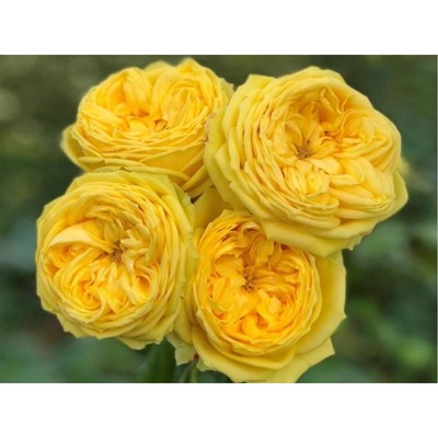 Саженец Роза спрей "Каталина", туба, 1 шт, Весна 2026