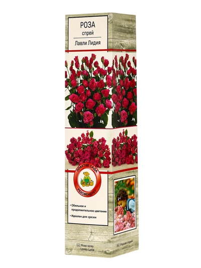 Саженец Роза спрей "Лавли Лидия", туба, 1 шт, Весна 2026
