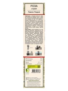 Саженец Роза спрей "Лавли Лидия", туба, 1 шт, Весна 2026 - Фото 3