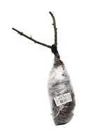 Саженец Роза спрей "Лавли Лидия", туба, 1 шт, Весна 2026 - Фото 4