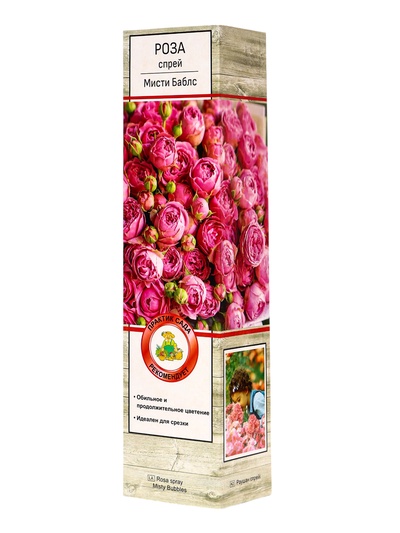 Саженец Роза спрей «Мисти Баблс», туба, 1 шт.