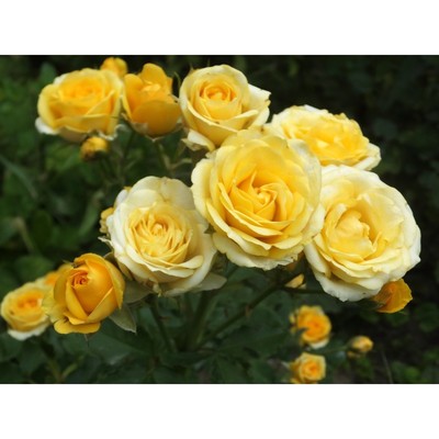 Саженец Роза спрей "Сан Сити", туба, 1 шт, Весна 2026