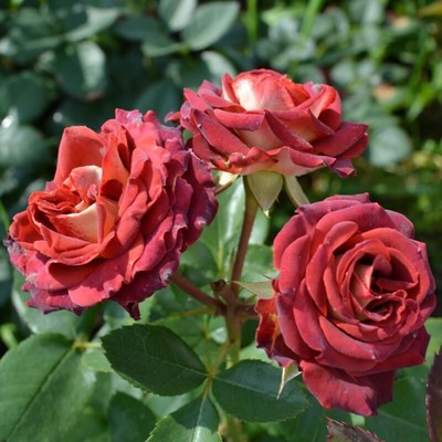 Саженец Роза спрей "Тирамису", туба, 1 шт, Весна 2026