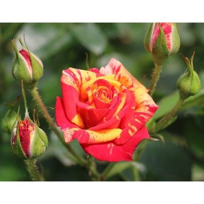 Саженец Роза спрей "Файр Флеш", туба, 1 шт, Весна 2026
