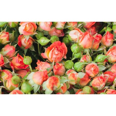 Саженец Роза спрей "Фиеста Баблс", туба, 1 шт, Весна 2026