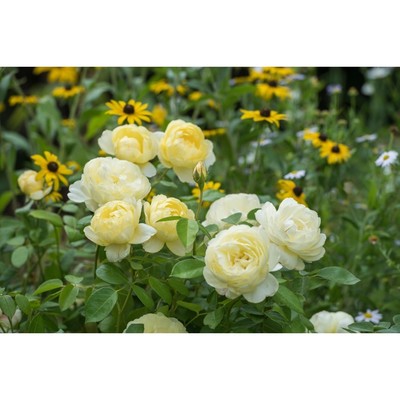 Рассада - купить с доставкой по выгодным ценам в интернет-магазине OZON (8335803