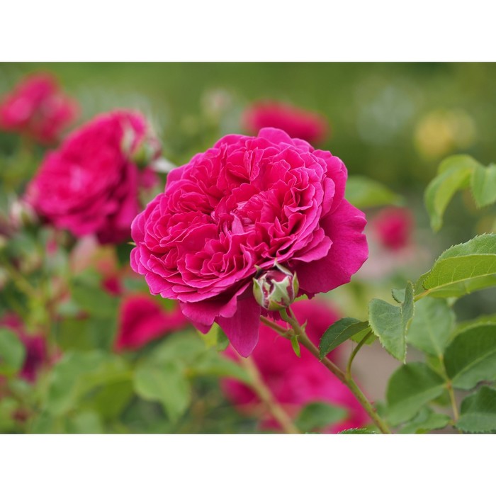 Саженец Роза английская парковая "Вильям Шекспир", туба, 1 шт, Весна 2024 - Фото 1