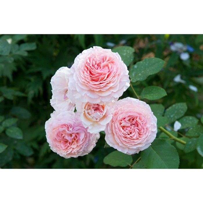 Саженец Роза английская парковая Джеймс Гэлвей, туба, 1 шт. Весна 2026