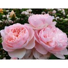 Саженец Роза английская парковая Джентл Гермиони, туба, 1 шт. Весна 2026  (артикул 10370588)  большой выбор товаров оптом и в розницу по низким ценам с доставкой