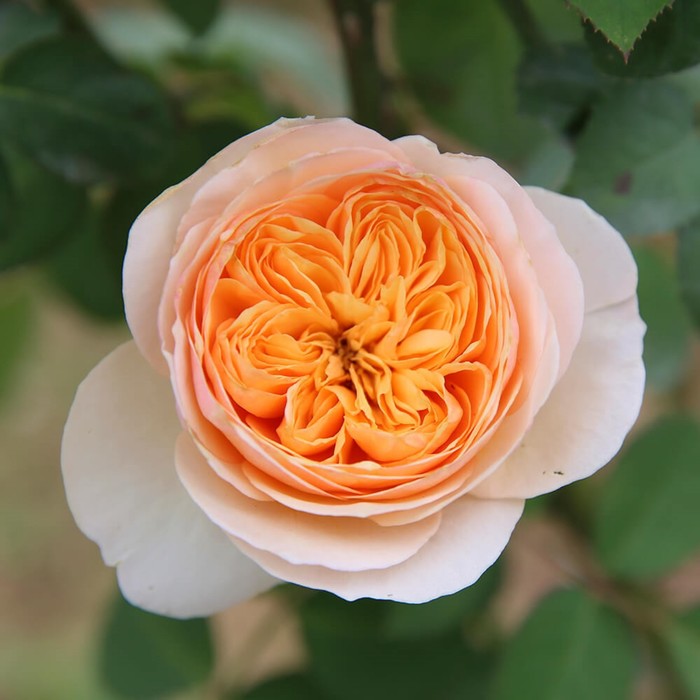 Саженец Роза английская парковая "Джульетта", туба, 1 шт, Весна 2024 - Фото 1